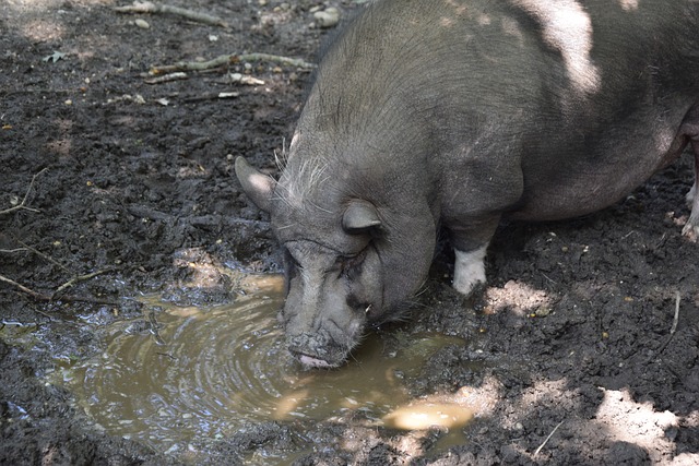 德国羽球超级300赛 | 力挫托马·波波夫晋决赛 安赛龙放眼夺今年第2冠.